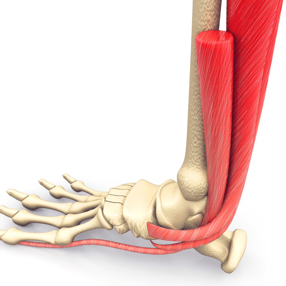 Inversion Ankle Sprains - True Health Studio