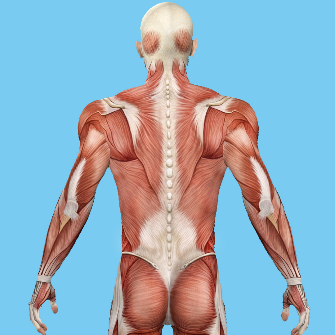 Back Pain in Gymnastics - A Complete Guide 